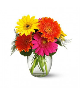 Fiesta de Gerberas